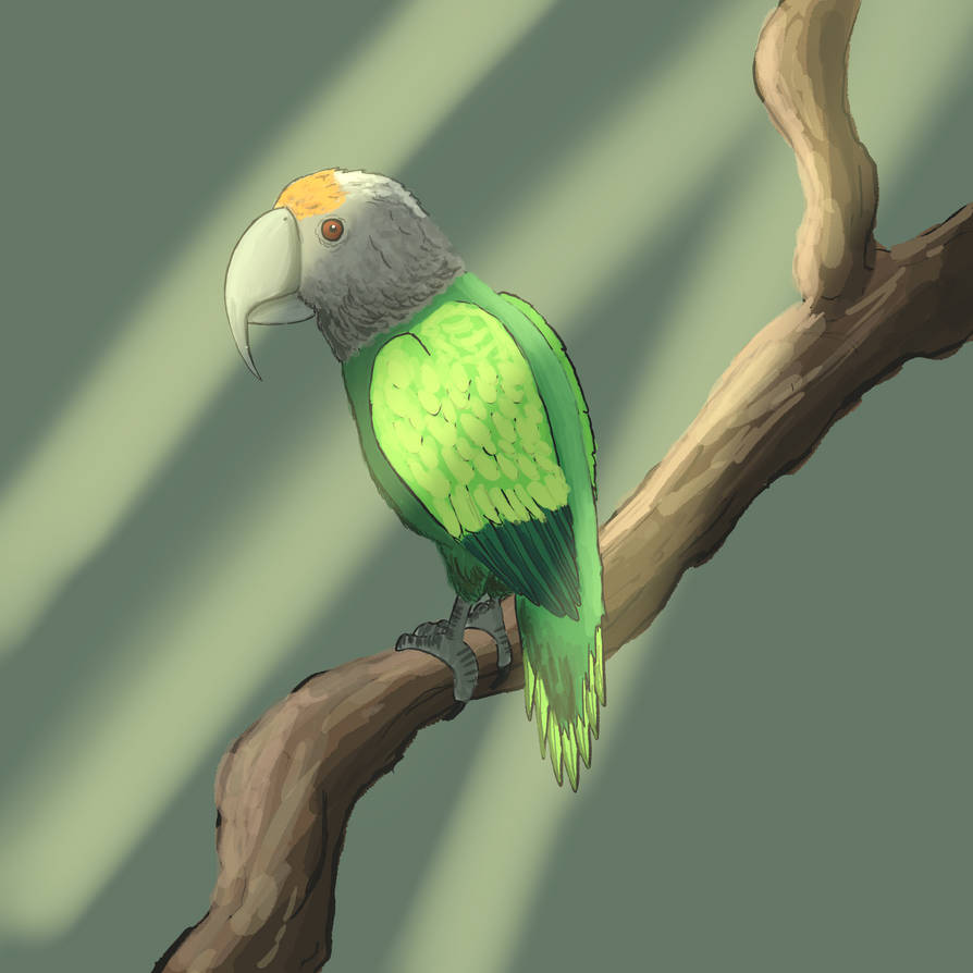 Parrot Raptor African Raptor Parrot by ScreenSamurai on DeviantArt