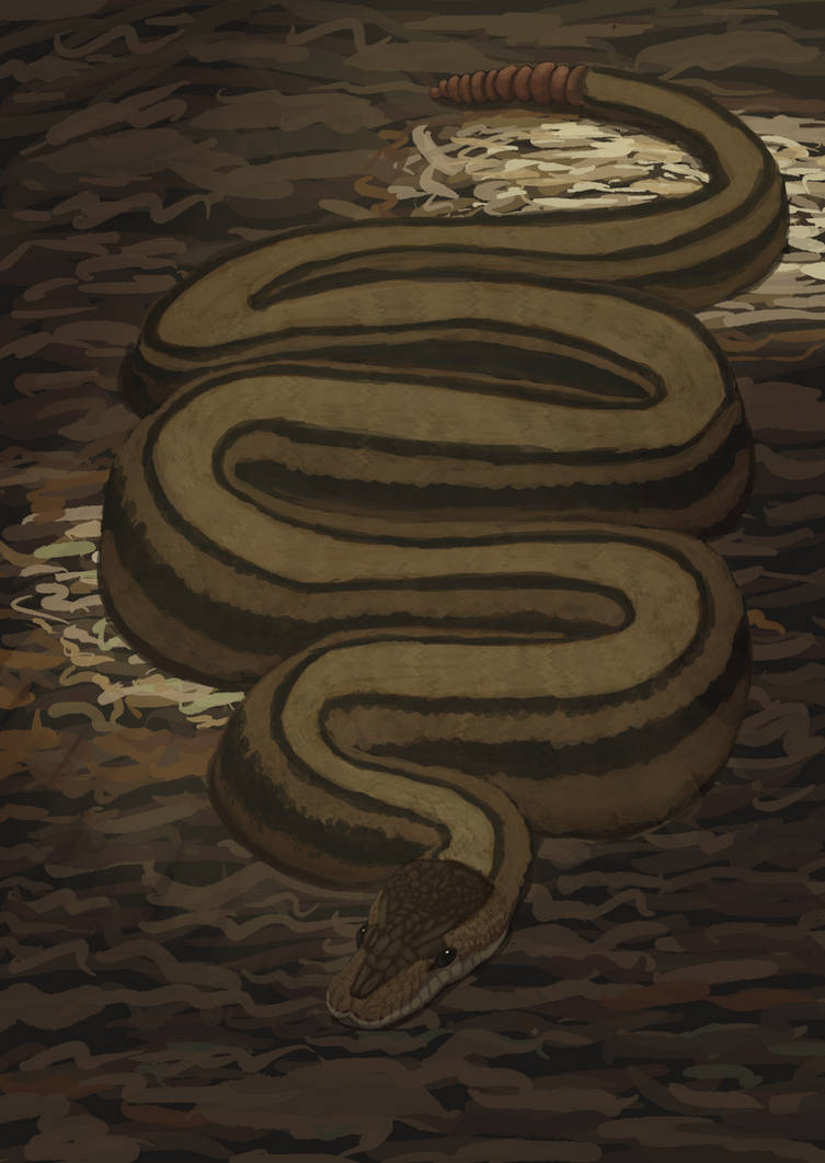 Worm Python Congo Worm-Tailed Python by ScreenSamurai on DeviantArt