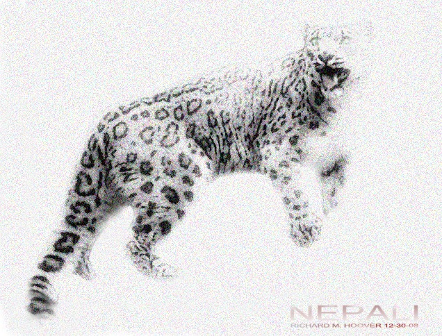 Snow Leopard