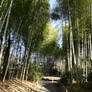 Bamboo Forest 2