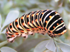 Caterpillar