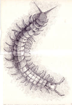 Giant Centipede