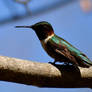 Hummingbird at Rest