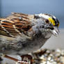 White-throated Sparrow at a feeder