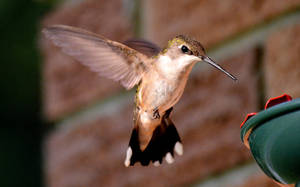 Hummingbird at a feeder