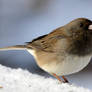 Junco