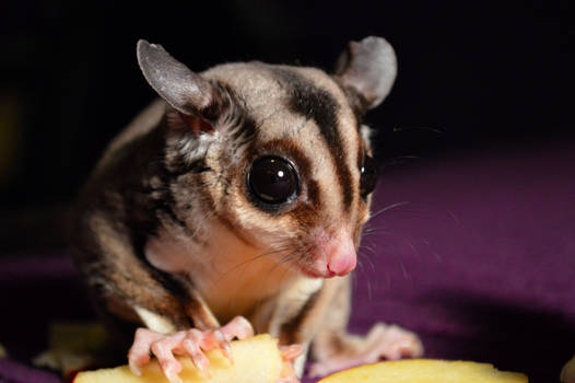 Hanako...my pet sugar glider