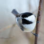 Curious Chickadee