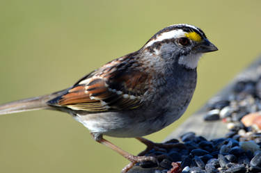 White-throated Sparrow