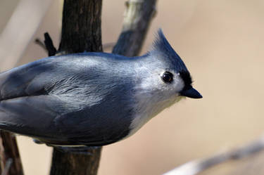 Titmouse