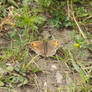 meadow brown butterfly