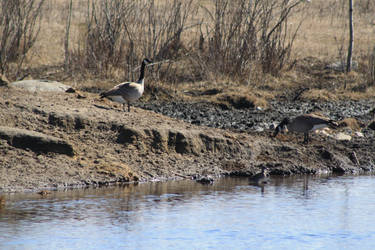 Canadian Geese by the Pond