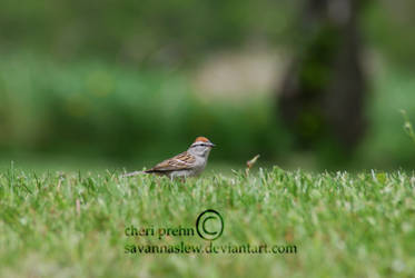 Chipping Sparrow2