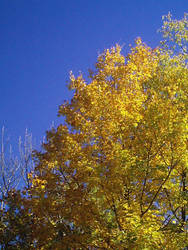 Trees In Fall