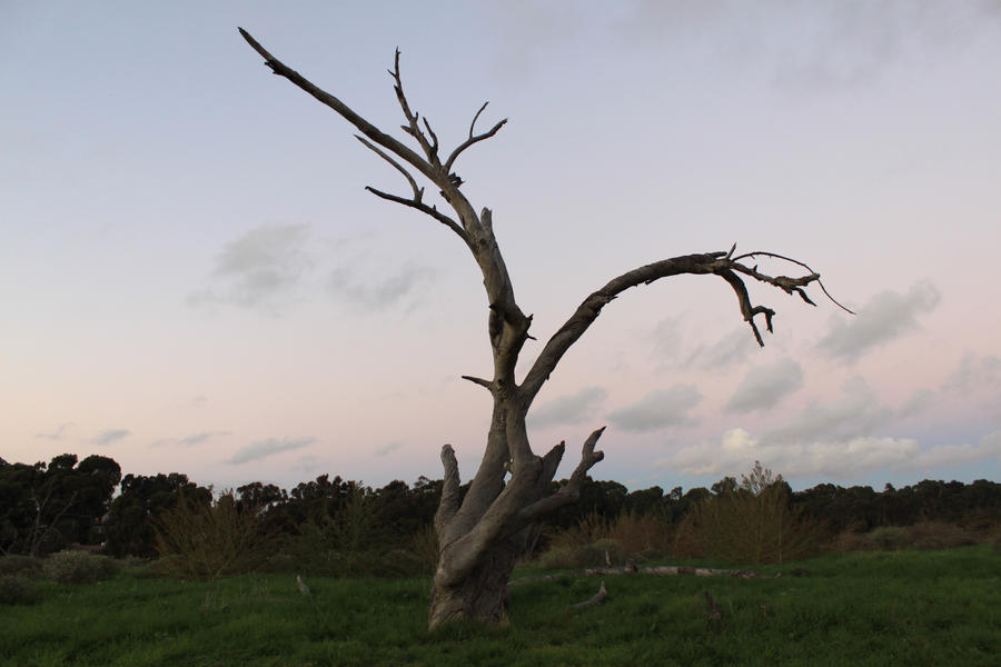 Wonder Tree by sims1357 on DeviantArt