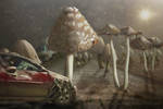 Mushrooms by annewipf