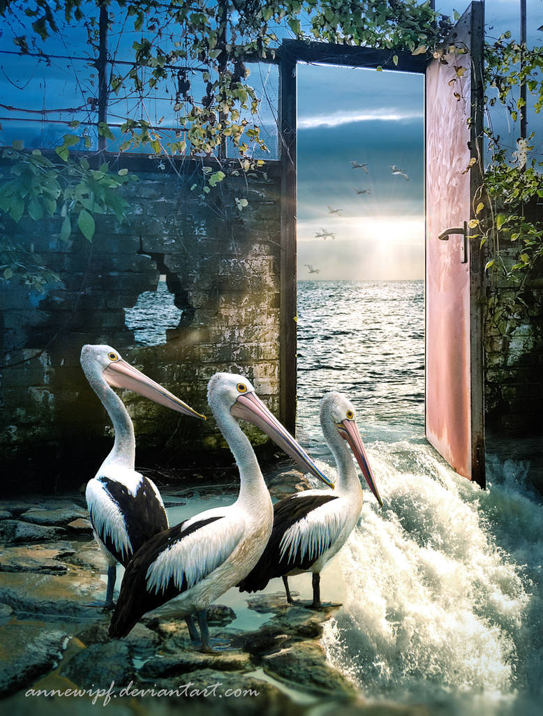 Pelicans by annewipf