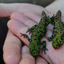 Salamandra En Asturias, Salamander in Asturias