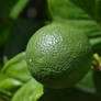 New Green oranges.  Naranjas Verdes