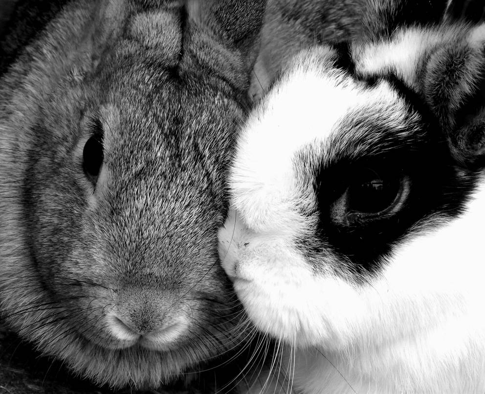 Rabbit kisses by xKaTiEMoNsTeRx on DeviantArt