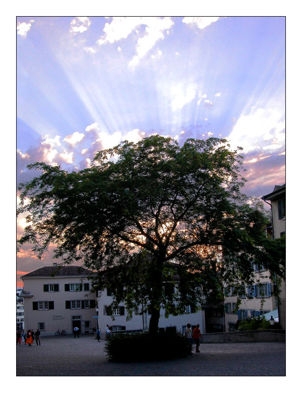 Tree in the city