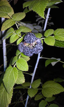 Black Raspberries