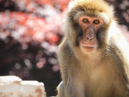 Japanese macaque