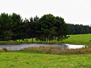 The Enchanted Pond