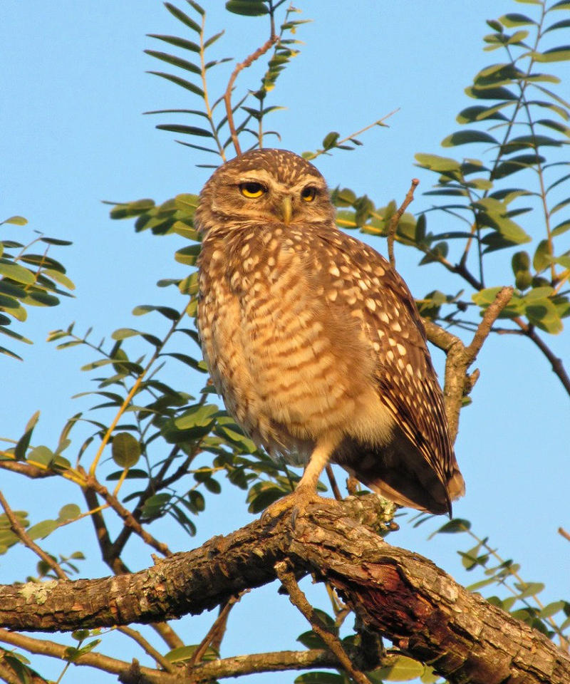 The little owl