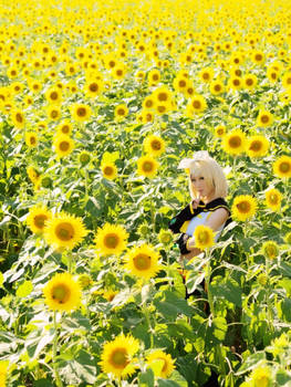 Rin chan with Lots of Sunflowers