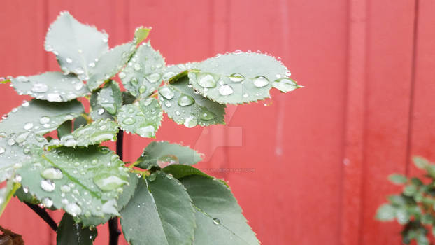 Rainy day leaves 2