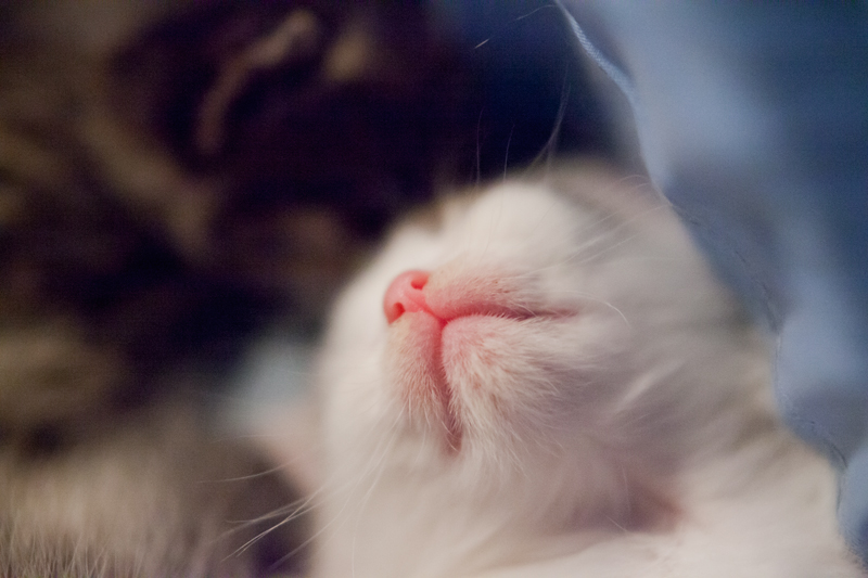 Kitty nose