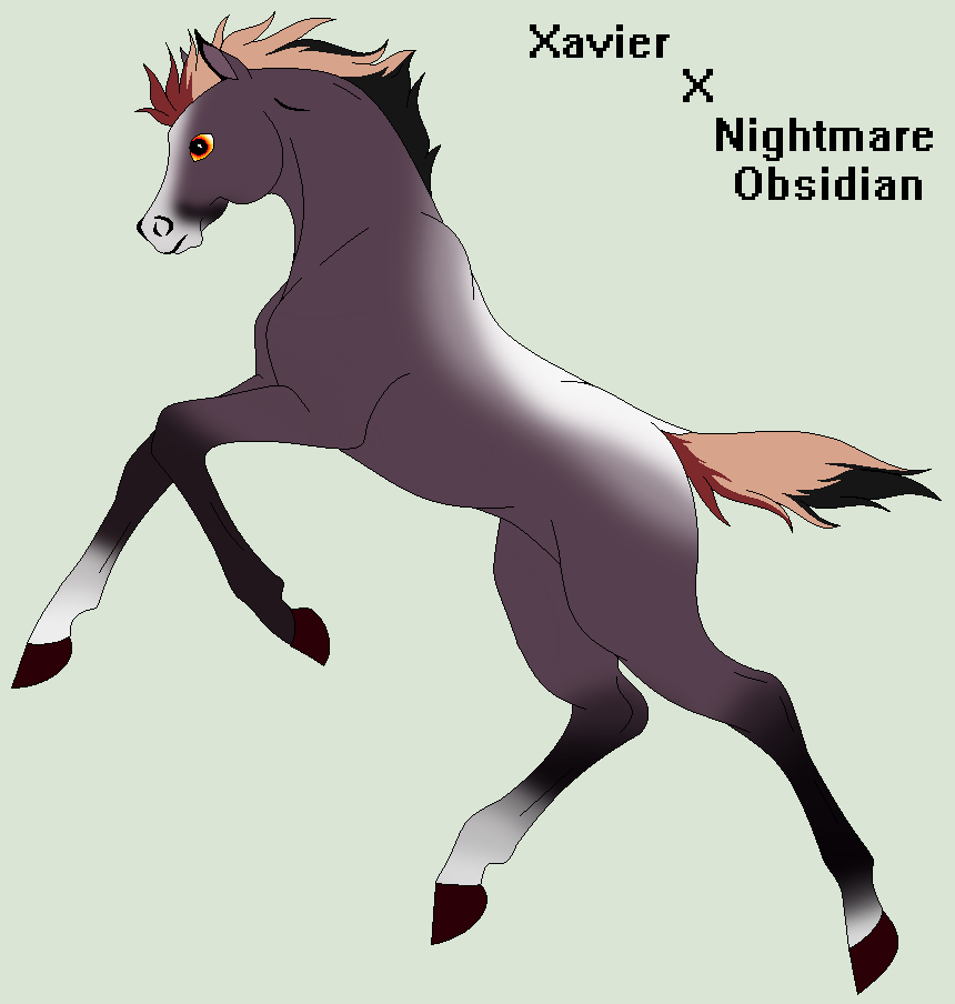 Xavier X Nightmare Obsidian -- Foal Result