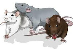 Three rats by Solgalovamaria on DeviantArt