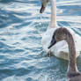 Swimming adult swan chick comes the mother