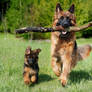 Shepherd dogs: daddy and puppy playing with twig