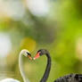 White and black swans in the lake