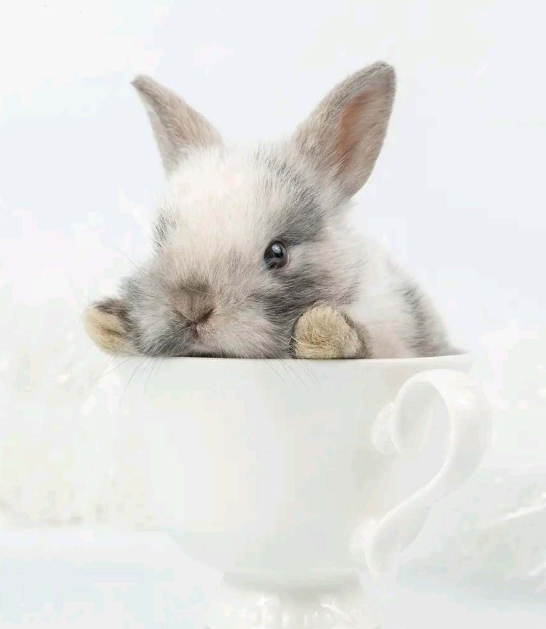 Baby bunny in the cup by Solgalovamaria on DeviantArt