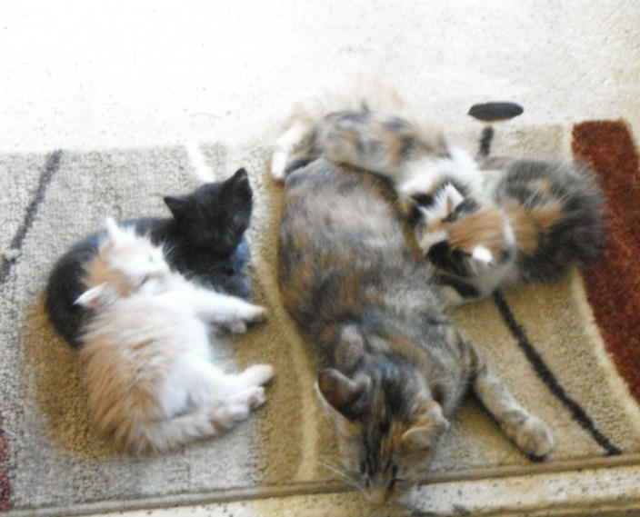 Kittens Sol Kittens by Solgalovamaria on DeviantArt