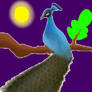 Peacock on twig in night