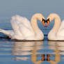 Swan couple