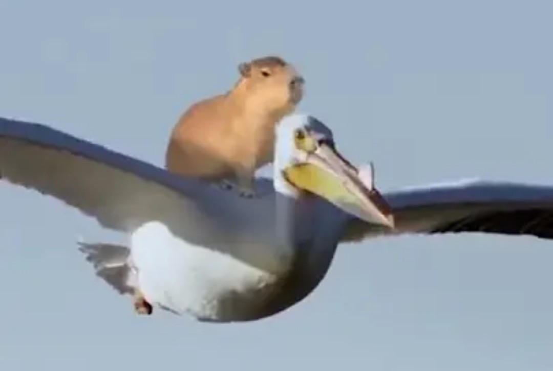 Capybara On Pelican By Solgalovamaria On DeviantArt capybara-on-pelican-by-solgalovamaria-on-deviantart