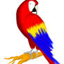 Red Macaw