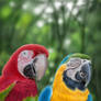 Macaws