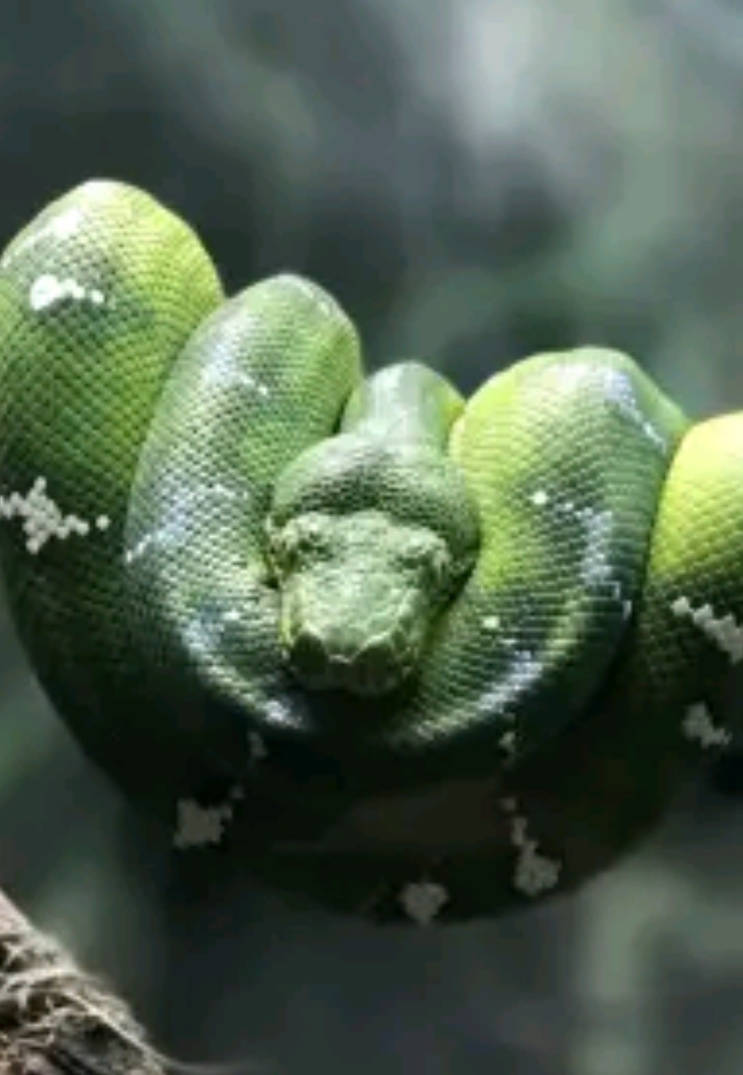 Thornhead Python Python on twig by Solgalovamaria on DeviantArt