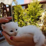 White kitten on my hand