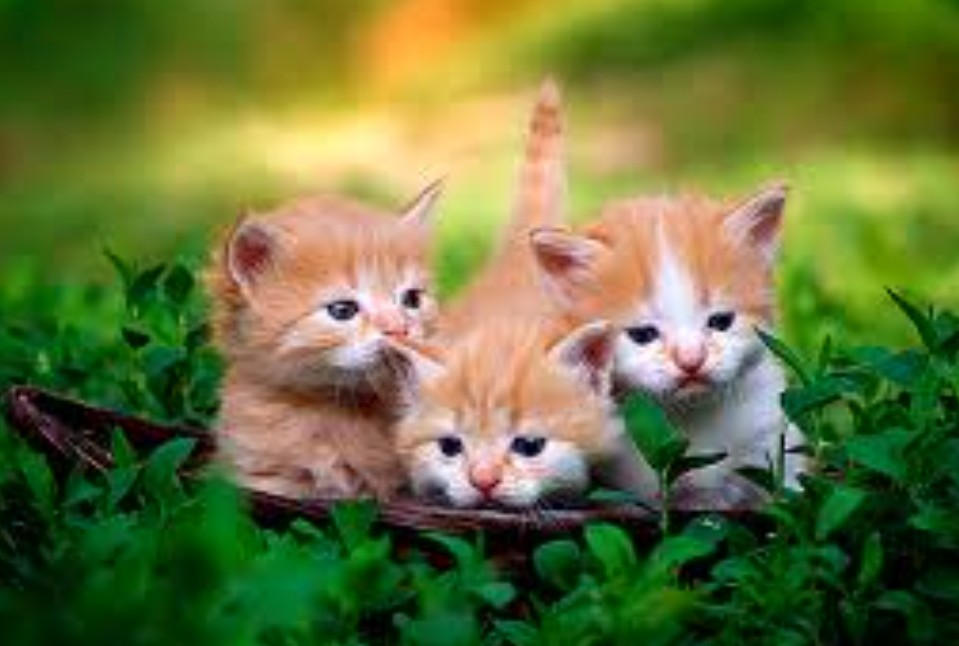 Kittens Sol Kittens by Solgalovamaria on DeviantArt