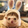 Baby hedgehog in bunny costume