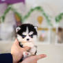 Husky puppy on my hands