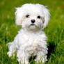 Maltese puppy